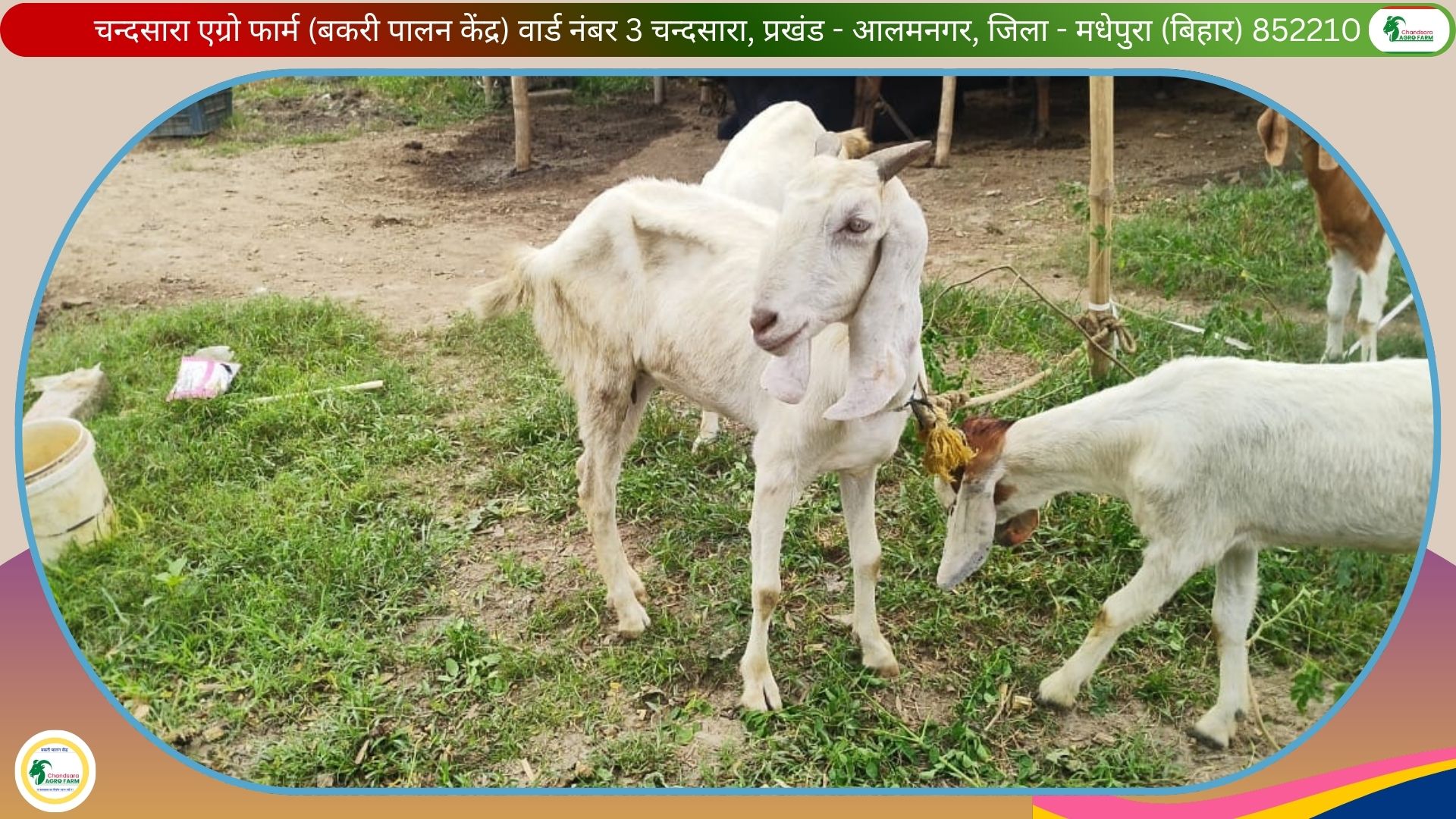 Chandsara Agro Farm (Bakri Farm) 3